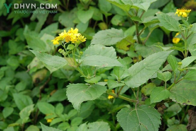 Cây Rau mui. Wedelia biflora - Cây Thuốc Nam Quanh Ta